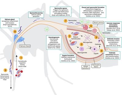 Frontiers | Novel Systems To Study Vector-pathogen Interactions In Malaria